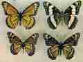 Limenitis arthemis (aberrant hybrid with weidemeyeri, collection, verso) (Internet Image property of respective owner, non-commercial use only)